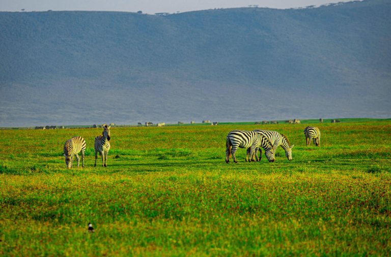9 Days Discover Luxury Tanzania Safari