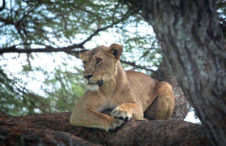 5 Days Tanzania Classic Adventure