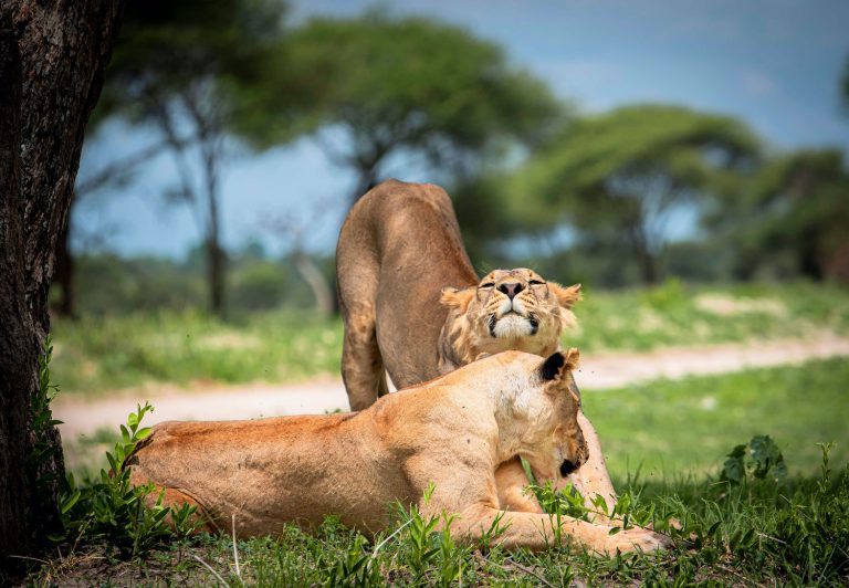 7 Days Tanzania Outdoor Luxury Adventure