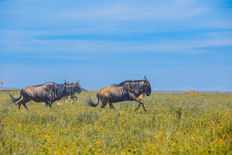 7 Days Best Comfort Tanzania Safari