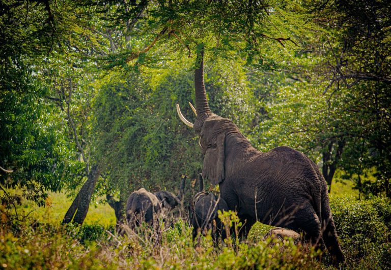 6 Days Tanzania Comfort Explorer Adventure