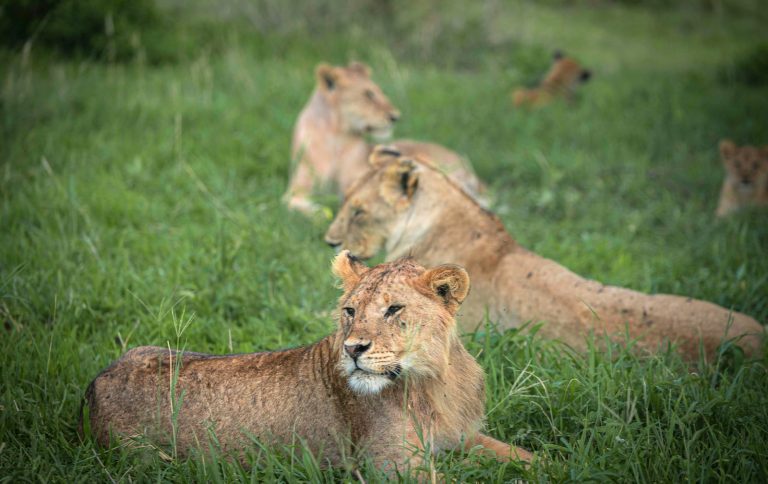5 Days Mid-range Big Five Tanzania Safaris