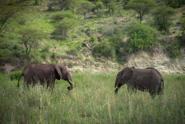 3 Days Budget Safari Tanzania