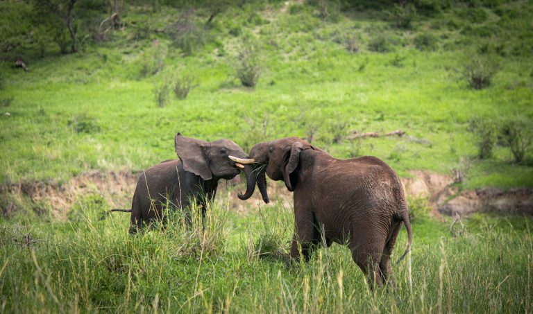 5 Days Tanzania Classic Luxury Adventure