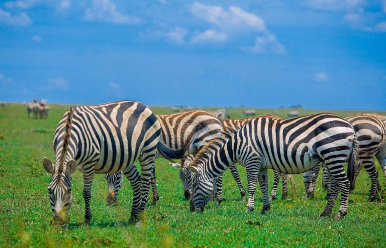 2 Days Comfort Budget Safari Tanzania