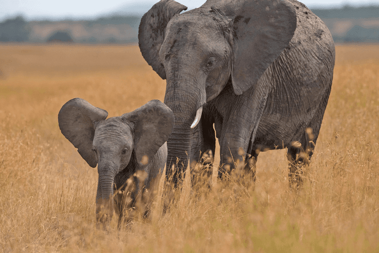 14 Days African journey to kenya and Tanzania