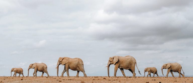 11 Days Best of Kenya Itinerary