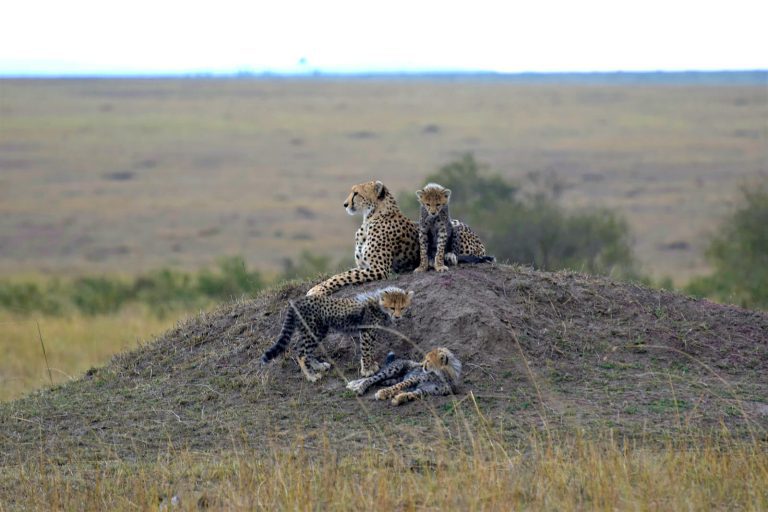 7 Days Kenya Safari Experience