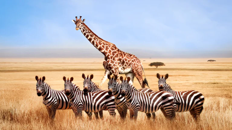 Tanzania Group Safaris 2026–2027